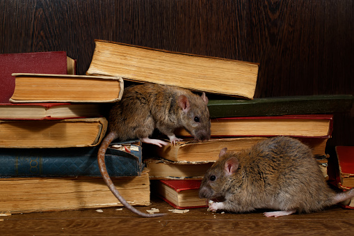 Rats et souris